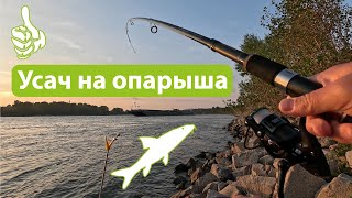 Огромный усач на опарыша. Ловил бычка, а поймал усача. Рыбалка на Рейне на донки. Видео с музыкой.