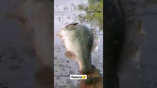 Mancing ikan umpan ikan langsung haup