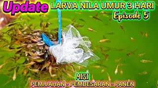 LARVA NILA UMUR 3 HARI - Episode 5