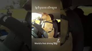 World's first driving dog I #shorts I #dog I #driving I #funny I #reels