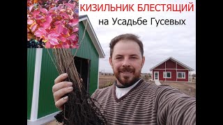 КИЗИЛЬНИК БЛЕСТЯЩИЙ. ДЕТИ, юмор.