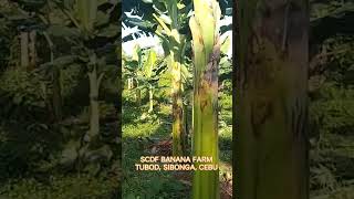 SCDF Banana Farm in Tubod, Sibonga, Cebu