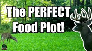 Best Fall Seed Mix for Year Around Attraction | Low Maintenance Food Plot | Deer Hunting Tips