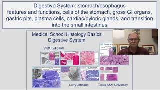 Digestive System- Stomach and Esophagus Features and Functions, Cells of the Stomach