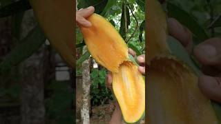 Ninja mango cutting || Amazing Mango cutting Skills #shorts #manga #mango