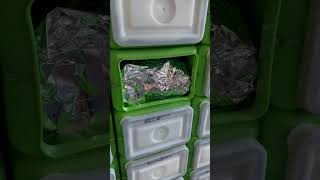 Prepping Food with Mylar and Oxygen Absorbers in 60 seconds