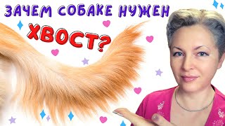 🐕📝🐾 Зачем собаке нужен хвост?