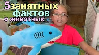 5 занятных фактов о животных