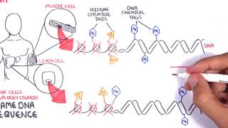 Cell biology-Epigenetics   An Introduction