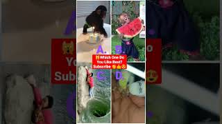 youtube top trending - tiktok best video - funny animals videos 2023 - a b c -   5 minutes craft