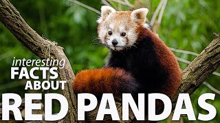 Interesting Facts about Red Pandas