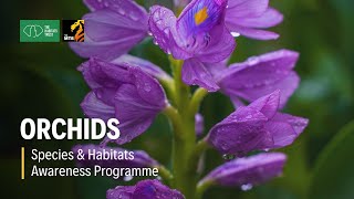 Orchids - Species & Habitats Awareness Programme