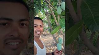 आम #viral #trending #viralvideo #shorts #viralshort #shortvideo #mango