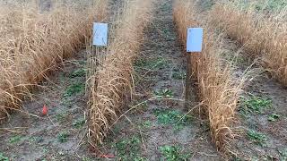 First Year Establishment of RC Tecumseh vs Summer Switchgrass