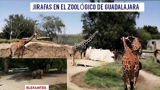 Jirafas y elefantes en el Zoológico de Guadalajara, Jalisco 2024