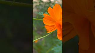 Blooming cosmos flowers || Home Gardening | #flowers #gardening #youtubeshorts