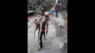 chippiparai puppy Dog தெரிஞ்சவுங்க வந்தா walking கூட்டிட்டு போகணும்