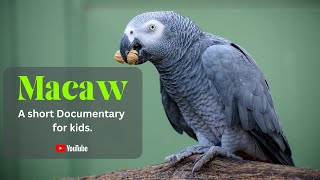 Macaw - A short Documentary for Kids  | Learn All About Macaw | Animal Video for Kids