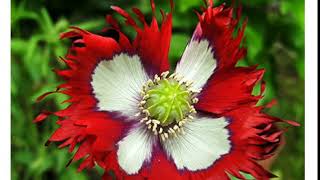 Мак Флаг  Дании  (papaver Danish Flag)