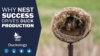 Why Nest Success Drives Duck Production | Duckology