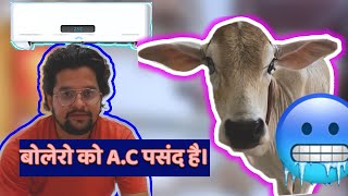 बोलेरो को A.C पसंद हैं।🥶🤣🤪#baawalechorevlogs #cowvlog #baawalechorecows #desicow #daily vlog #bolero