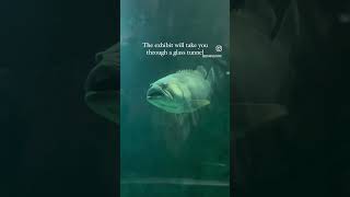 The Sharks at San Diego Sea World | #aquarium #sandiego #seaworld