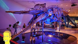 Royal Ontario Museum Tour: Featuring Great Whales!