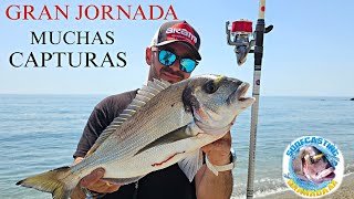 MUCHAS CAPTURAS Y PICADAS, GRAN DORADA  LA PRIMERA DEL AÑO... SURFCASTING GRANADA