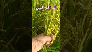 Beautiful nature with real life/😍 beautiful village status video/village nature video#shorts