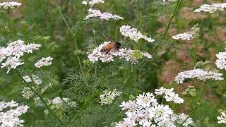 Apis dorsata Collect Nector on Coriander plants