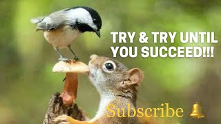 “TRY AND TRY AGAIN UNTIL YOU SUCCEED” (Learn from the squirrels)