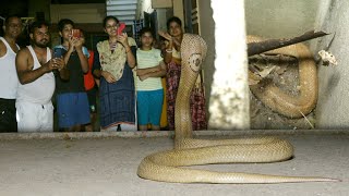 घर में छिपे खतरनाक चंद्रनाग का आधीरात देखे कैसे रेस्क्यू किया।Very aggressive Cobra rescue at night