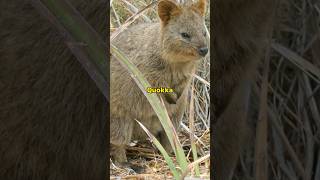 Fakta unik Quokka❓ hewan yang jarang diketahui oleh manusia😱 #faktahewan #quokka