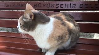 Yeni kedi videosu İstanbul