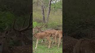 wild life kerala forest