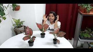 Aglonema pink  splash plant care(malayalam language)