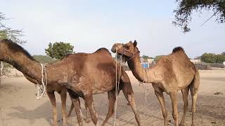 Female camels in desert.