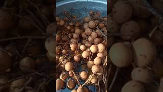 Longan Fruit