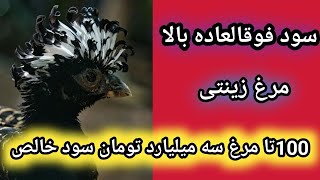 درآمد بالا پرورش مرغ زینتی , آموزش مرغ زینتی ,پرورش مرغ زینتی , مرغ های زینتی گران قیمت