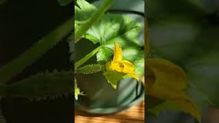 My desktop bush cucumber pepinos houseplant #shorts