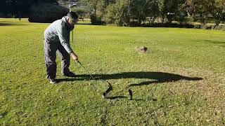 Black Spitting Cobra