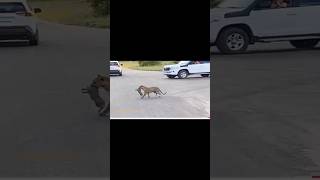 Never Seen Before! Brave Elephant Rushes To Rescue Of Warthog From Leopard's Fierce kill #part1