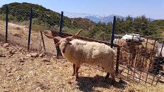 Hortobágy Racka Sheep