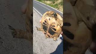 Motorcyclist saves 3 legged tortoise #motorcycle #travel