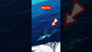 Bonito in Qatar #shorts #shortsfeed #shortvideo #fishing #fish #fishingvideos