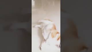 Corgi dog acting | cute & funny pets