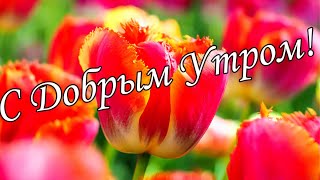 С ДОБРЫМ УТРОМ !🌼Желаю Самого Доброго Солнечного Утра!🌼  Шикарная Музыкальная открытка 🌼