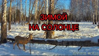 Кто ходит зимой на солонец?