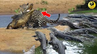 Amazing!! Crocodile Vs Jaguar Best Battle | Jaguar vs impala, lion vs hyena, honey badger real fight