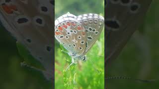 Tanya Butterflies and Wonderful moments in life (Lake Baikal and its natural world)